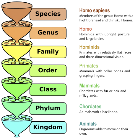 Hierarchical Order of Classifying Humans