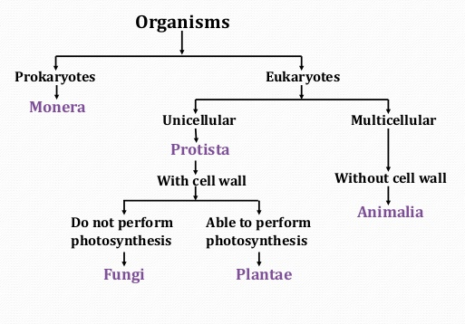 Classification of Organisms