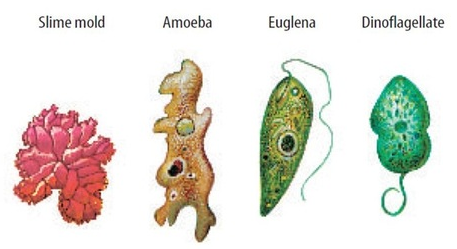 Protista