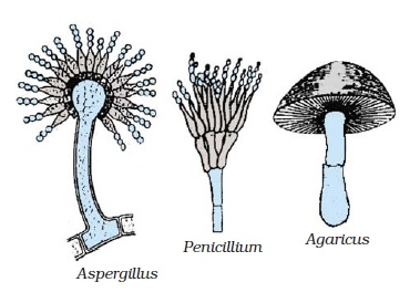 Fungi