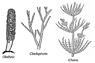 Examples of Thallophyta ​