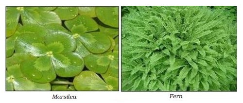 Examples of Pteridophyta