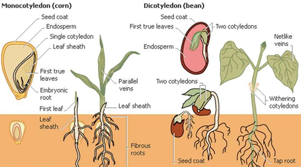 Monocots vs Dicots 