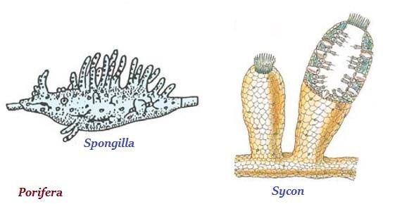 Phylum- Porifera