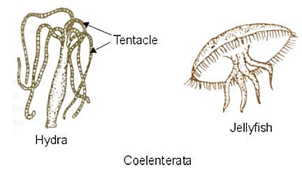 Phylum- Coelenterata 