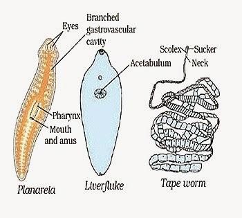 Phylum Platyhelminthes 