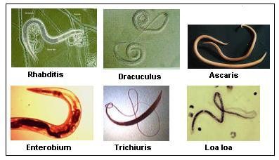 Phylum Nematoda