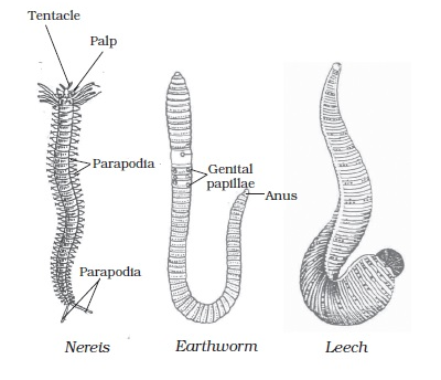 Phylum Annelida