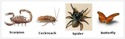 Phylum Arthropoda