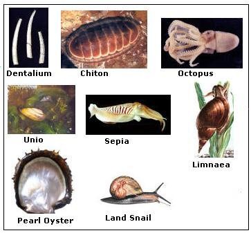 Phylum Mollusca