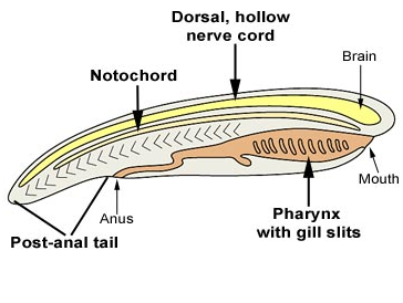 Characteristics of Chordates