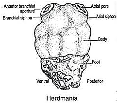 Subphylum Protochordate