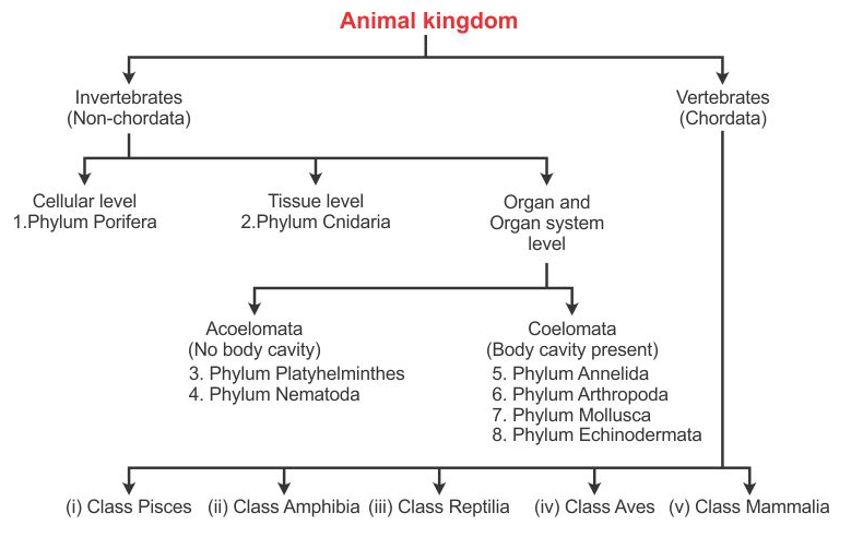 Classification of Animalia Kingdom