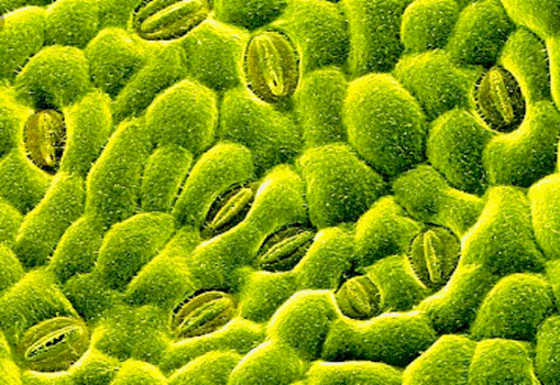 stomata.PNG