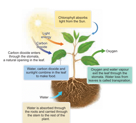 photosynthesis.PNG