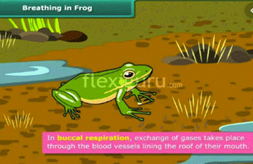 breathingfrog.PNG