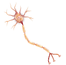 nerve_cell.PNG