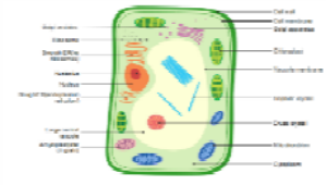 plant_cell.PNG