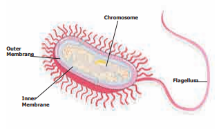 prokaryotic_cell.PNG