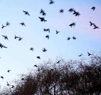 Figure 6 Air helps birds and insects fly